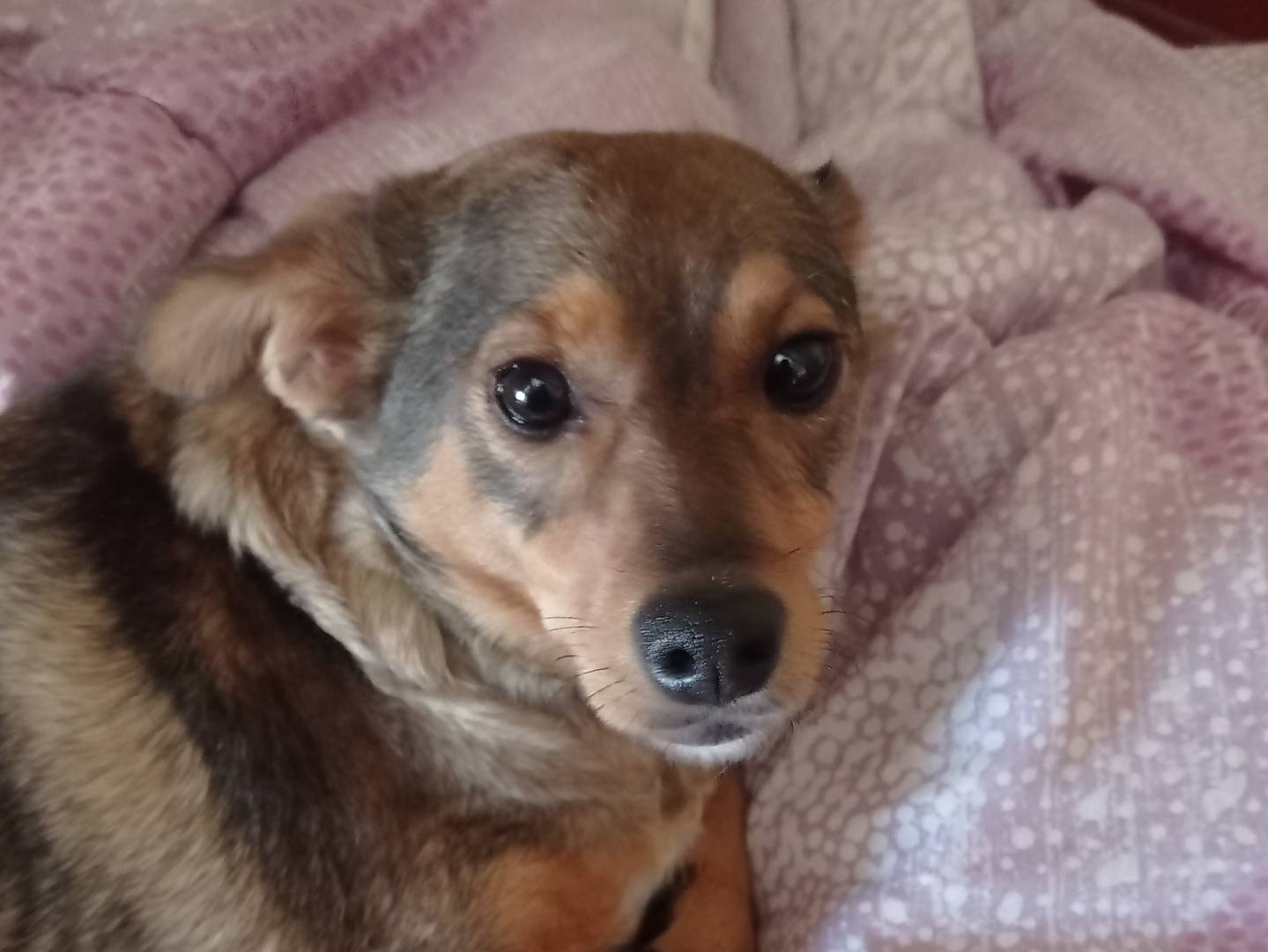 Adotta un cane, taglia piccola, femmina, Crotone