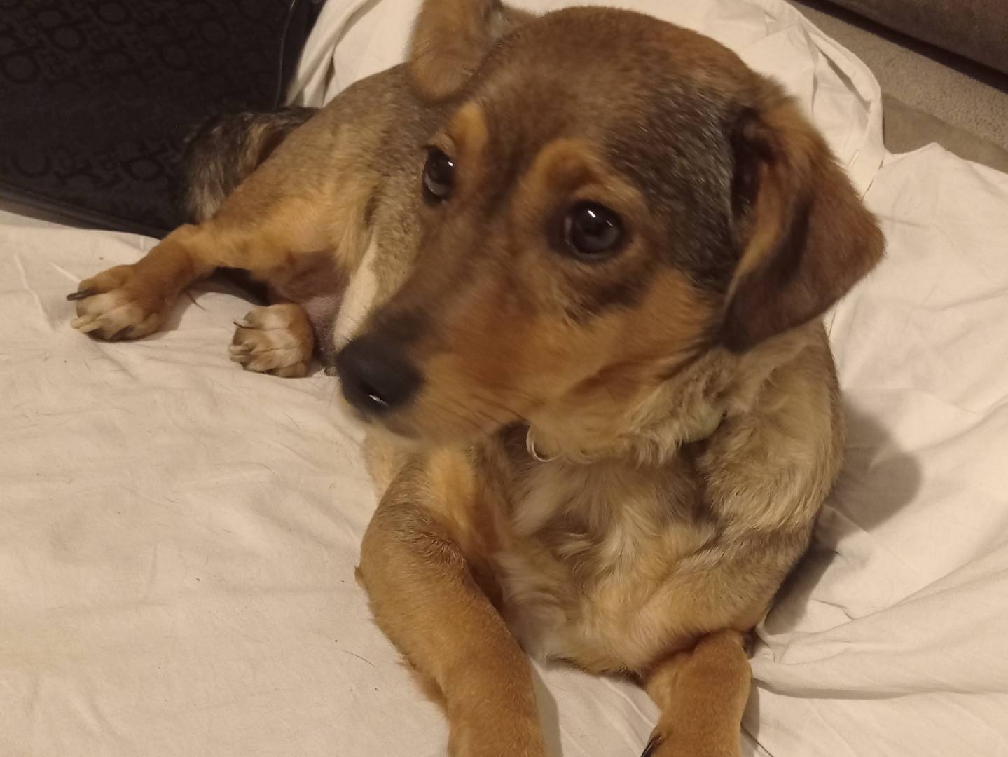Vuoi adottare un cane a Crotone?
