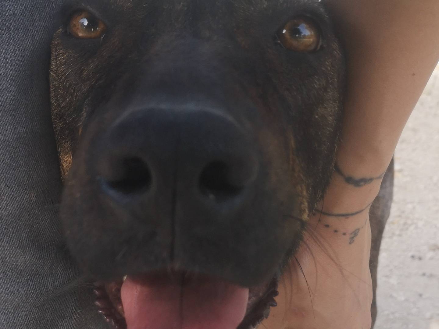 Adotta un cane, femmina, 2 anni , Siracusa