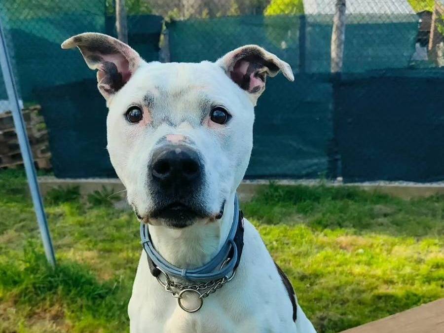 Adozione cane, maschio, Pitbull, 13 anni  e 4 mesi , taglia grande, Genova