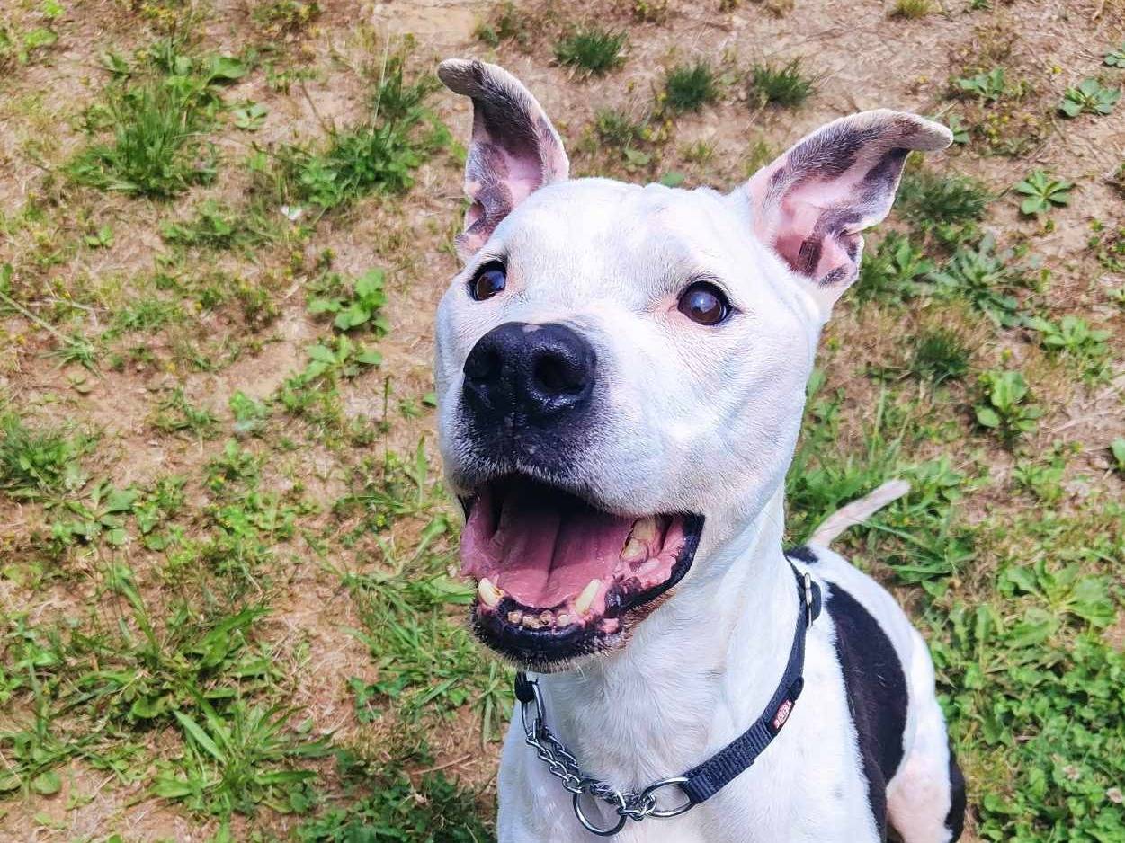 Adotta un cane, maschio, 13 anni  e 4 mesi , Genova