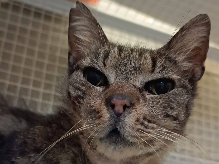 Adotta un gatto, femmina, 15 anni  e 4 mesi , Genova