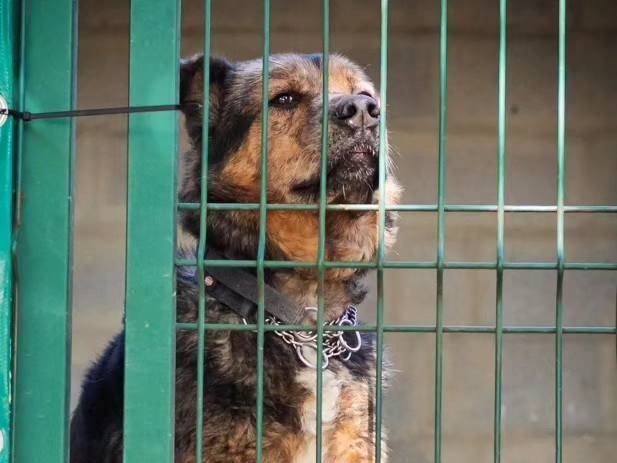 Adotta un cane, femmina, 13 anni  e 4 mesi , Genova
