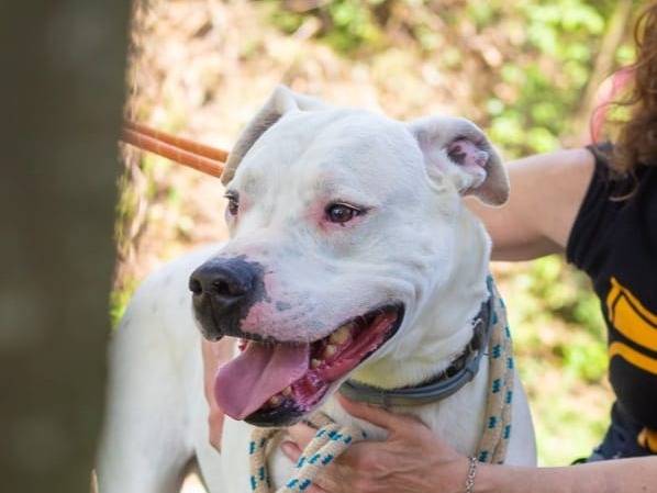 Adozione cane, maschio, Dogo Argentino, 9 anni  e 5 mesi , taglia gigante, Genova