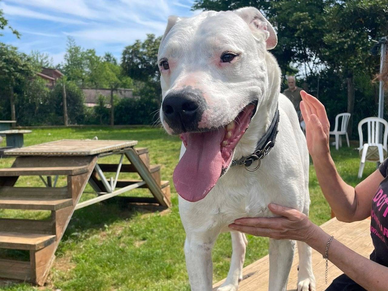 Adotta un cane, maschio, 9 anni  e 5 mesi , Genova