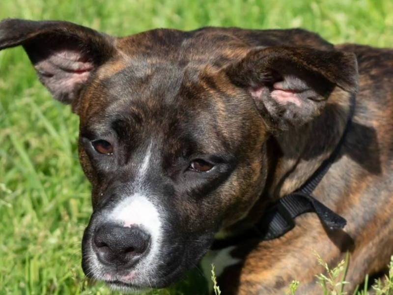 Adozione cane, femmina, meticcio, 4 anni e 3 mesi, taglia media, Genova