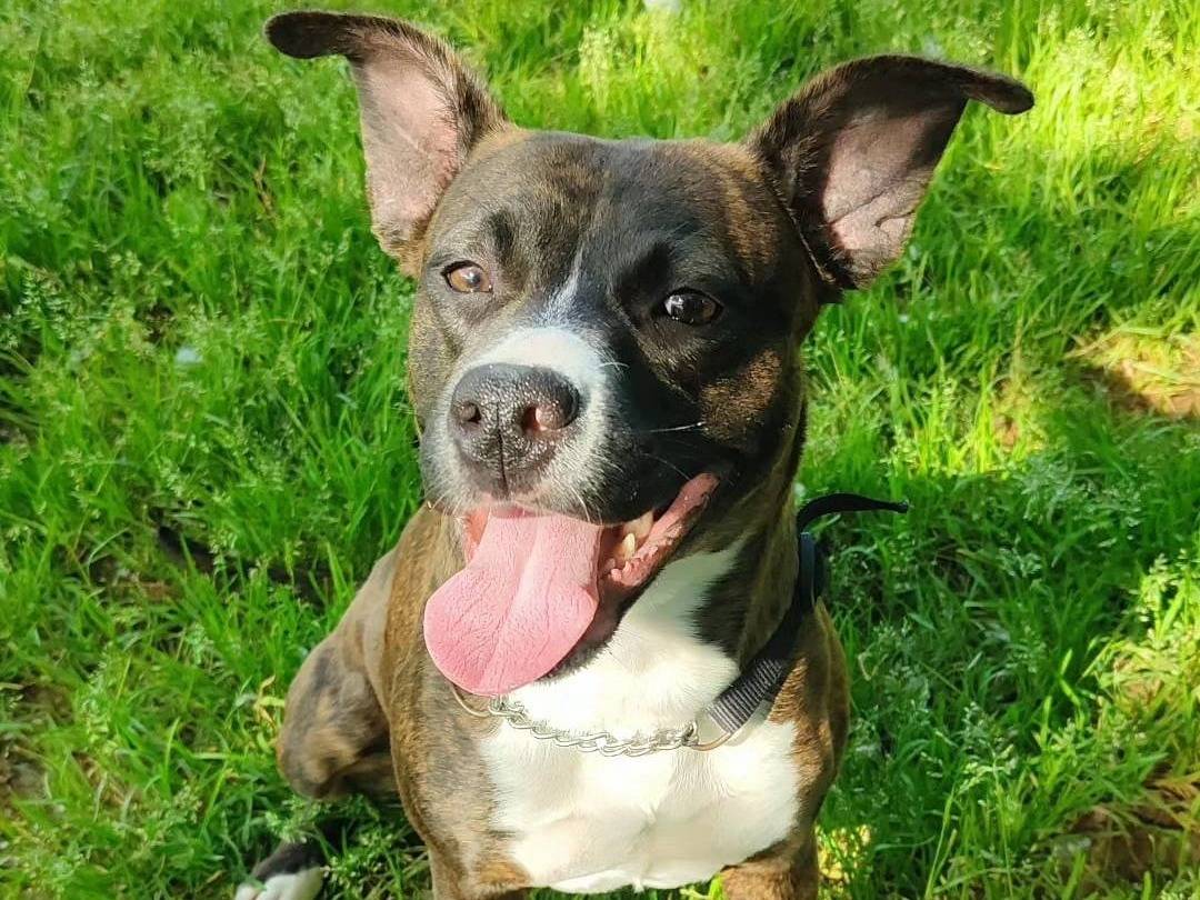 Adotta un cane, femmina, 4 anni e 3 mesi, Genova