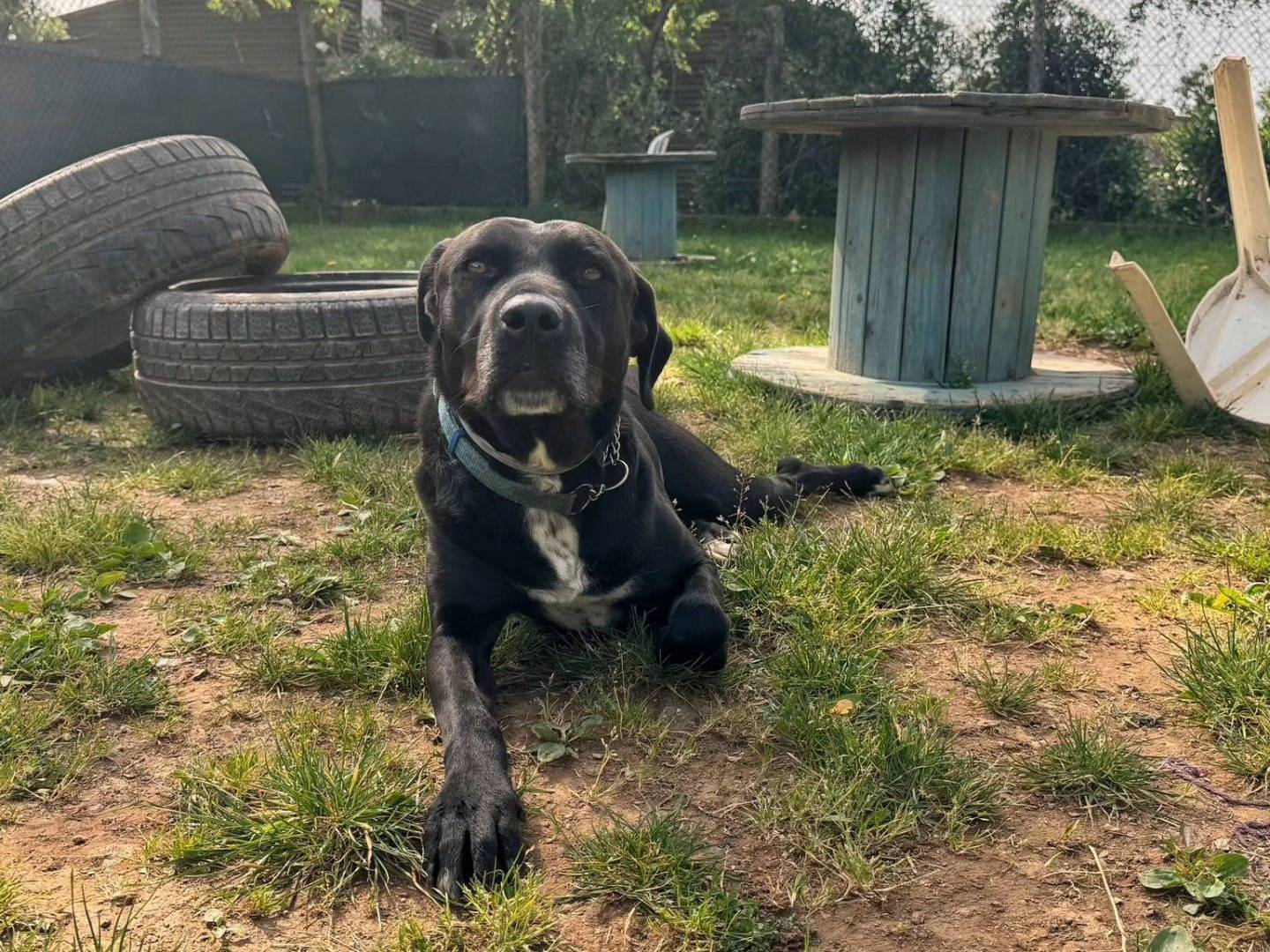 Adotta un cane, femmina, 9 anni e 3 mesi, Genova