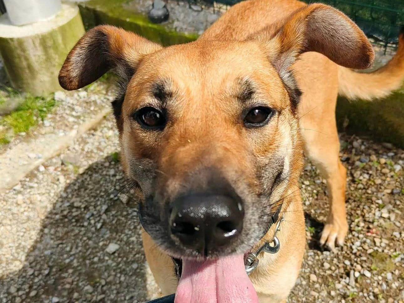 Adozione cane, femmina, meticcio, 4 anni  e 2 mesi , taglia media, Genova