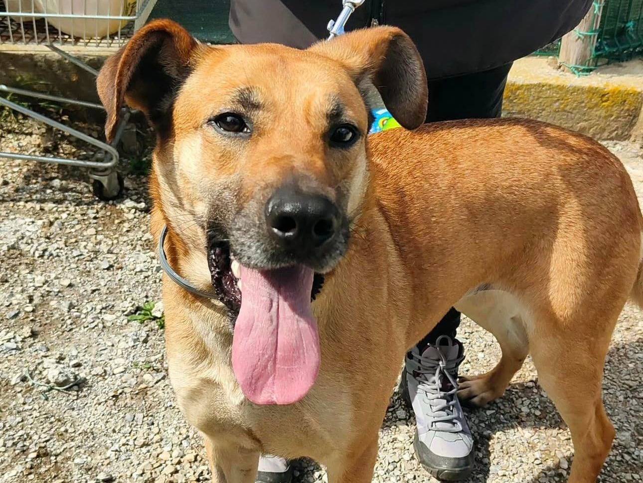 Adotta un cane, femmina, 4 anni  e 2 mesi , Genova