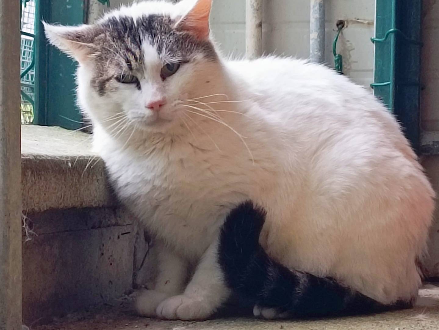 Foto dell'animale