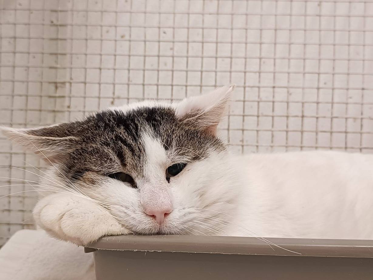 Adotta un gatto, maschio, 5 anni  e 4 mesi , Genova