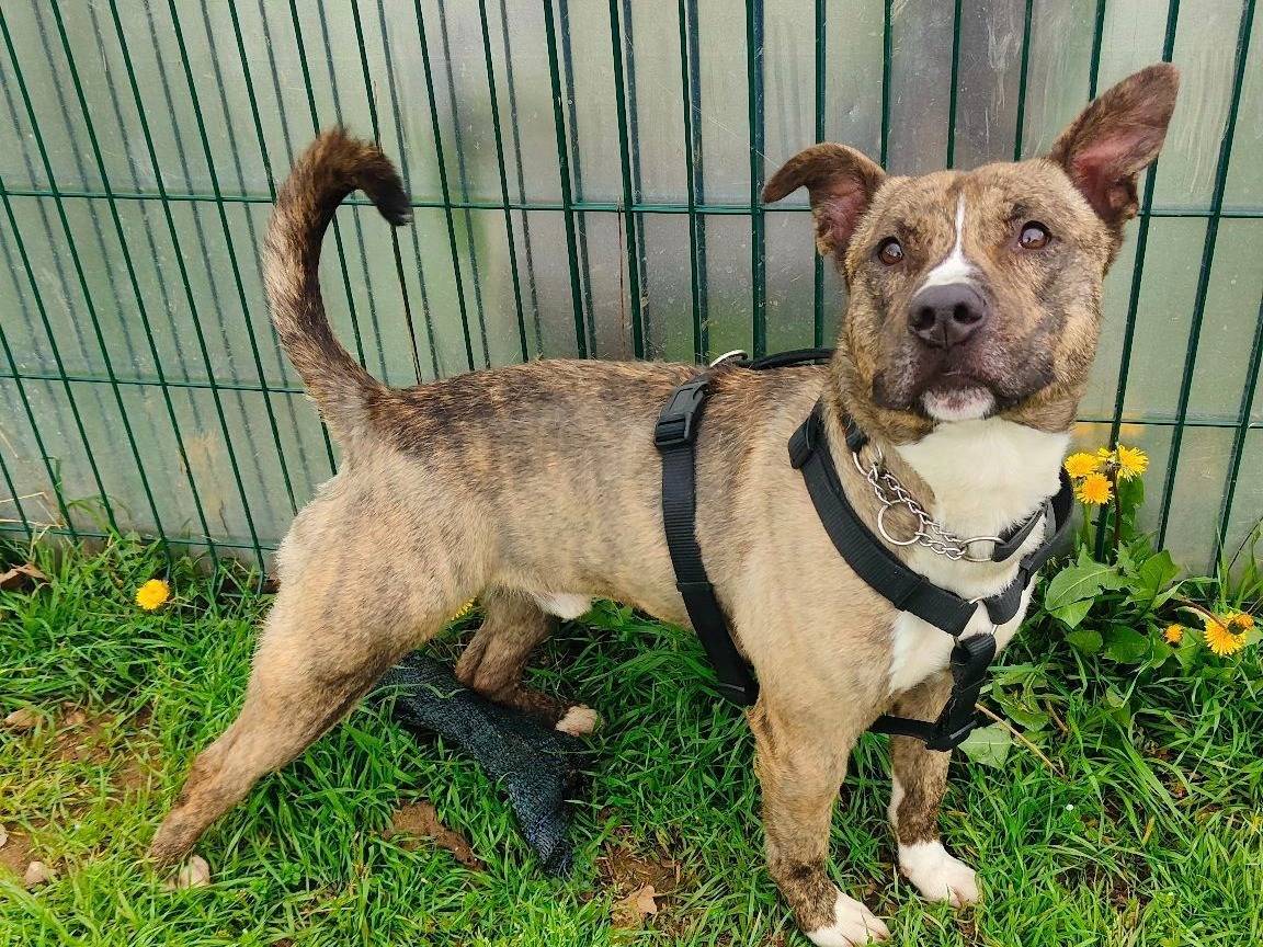 Adozione cane, maschio, Pitbull, 4 anni  e 2 mesi , taglia media, Genova