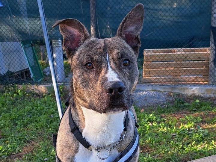 Adotta un cane, maschio, 4 anni  e 2 mesi , Genova