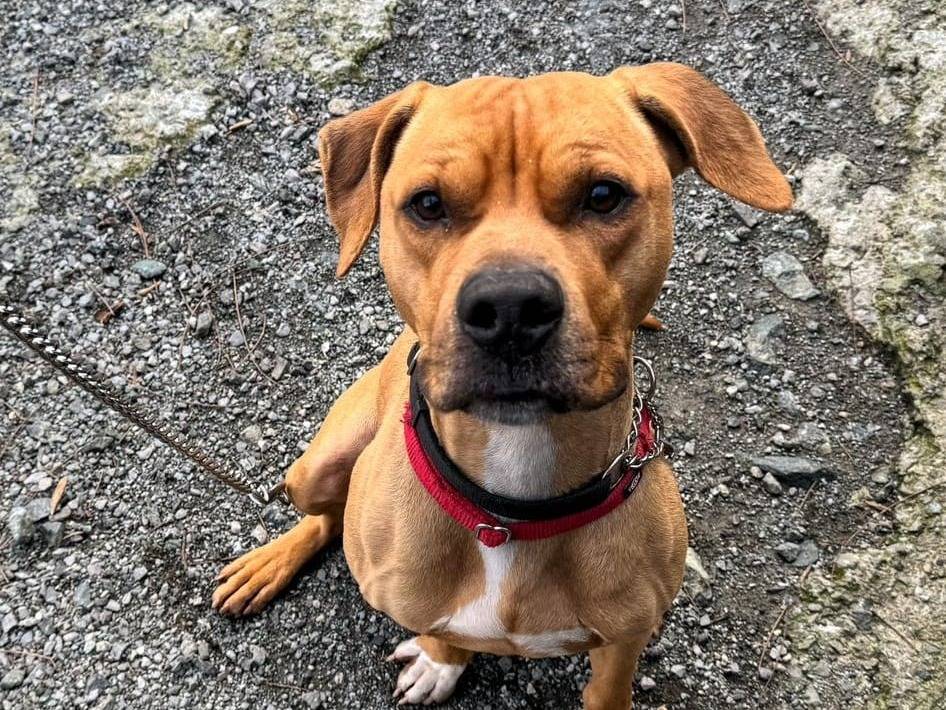 Adotta un cane, maschio, 7 anni  e 4 mesi , Genova