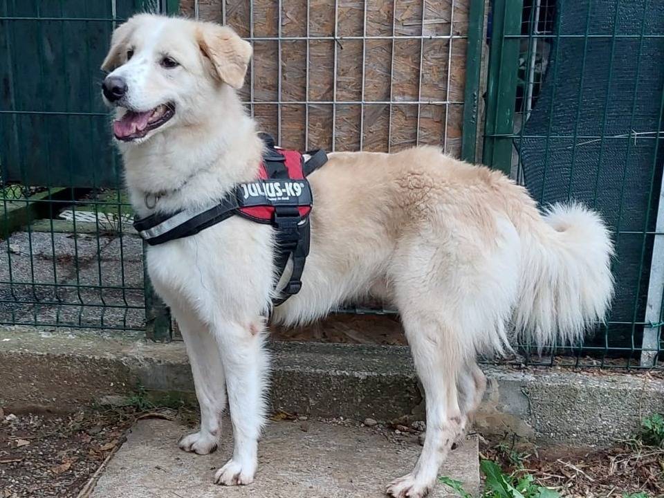 Adozione cane, maschio, meticcio, 6 anni e 3 mesi, taglia grande, Genova