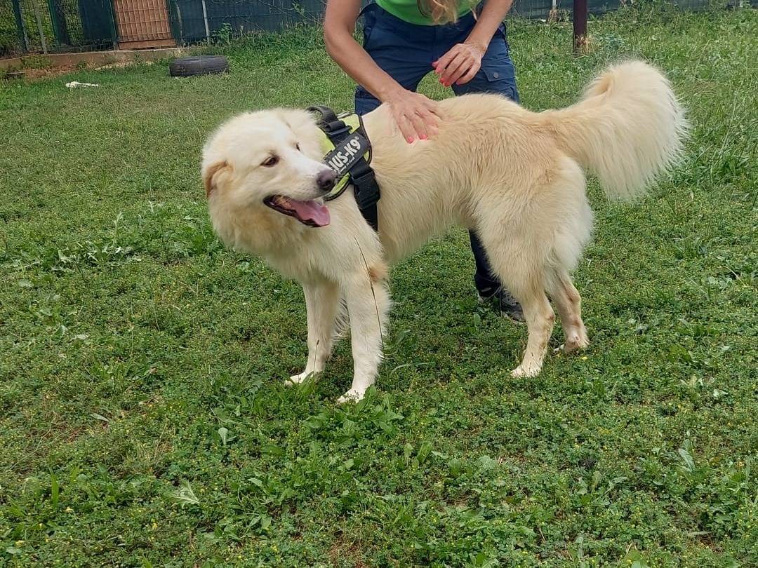 Adotta un cane, maschio, 6 anni e 3 mesi, Genova