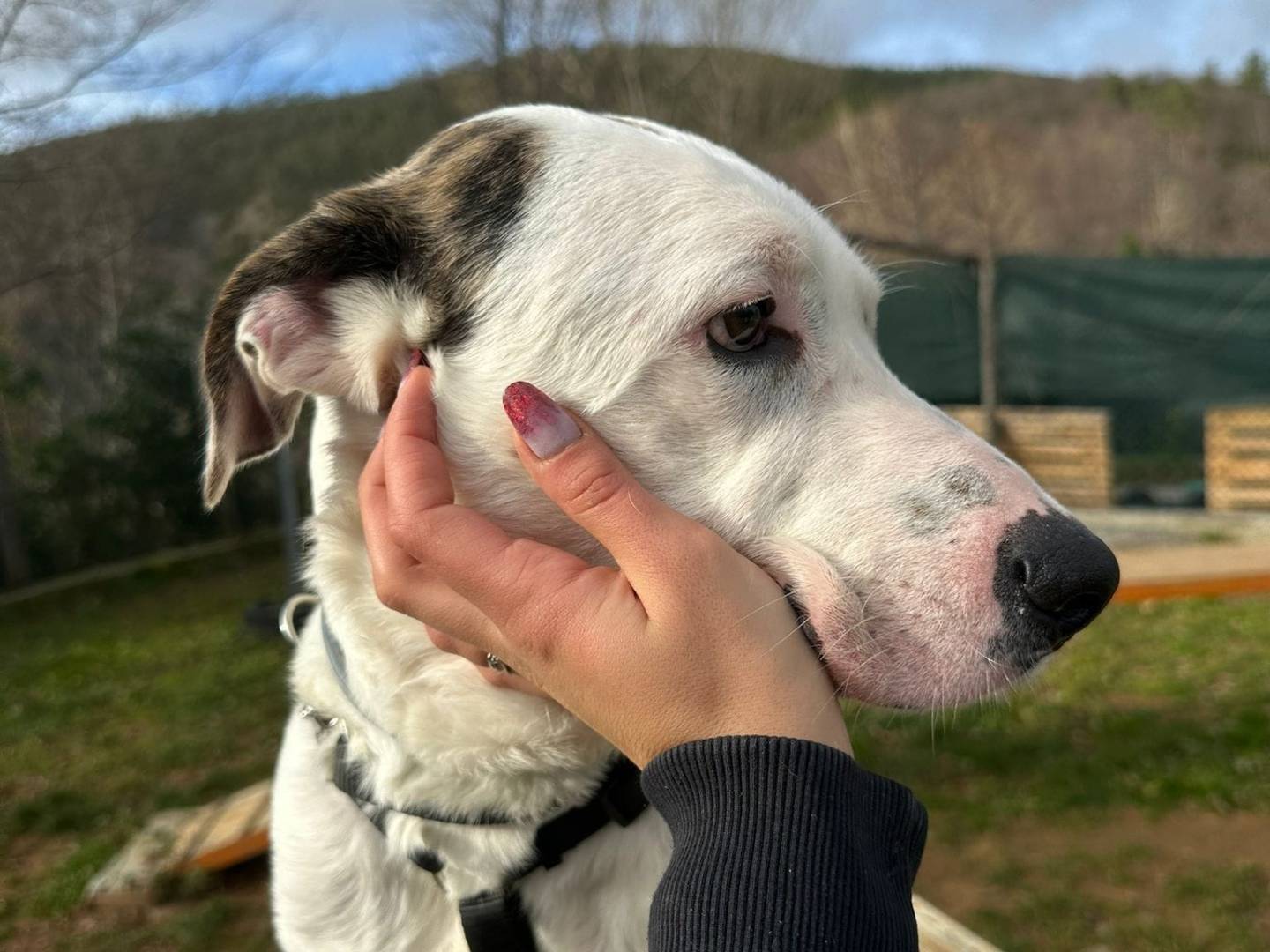 Adotta un cane, maschio, 3 anni  e 4 mesi , Genova