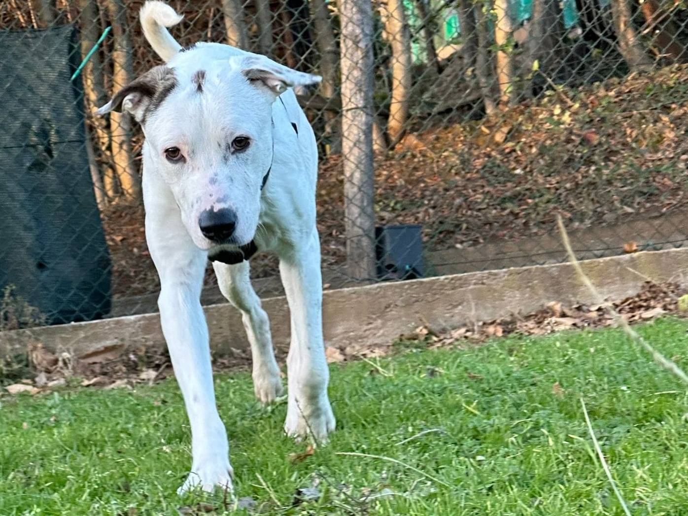 Adotta un cane, taglia grande, maschio, Genova