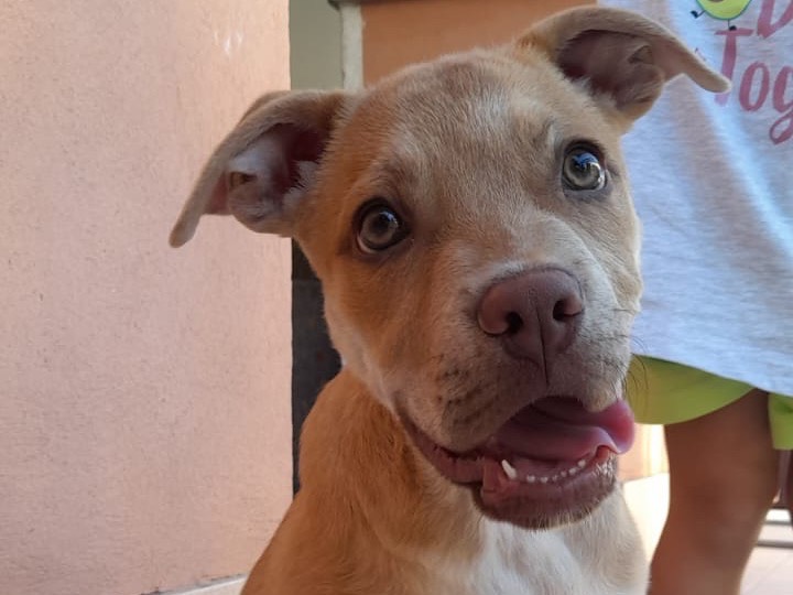 Adozione cane, maschio, Pitbull Labrador Retriever, 1 anno e 5 mesi, taglia grande, Siracusa