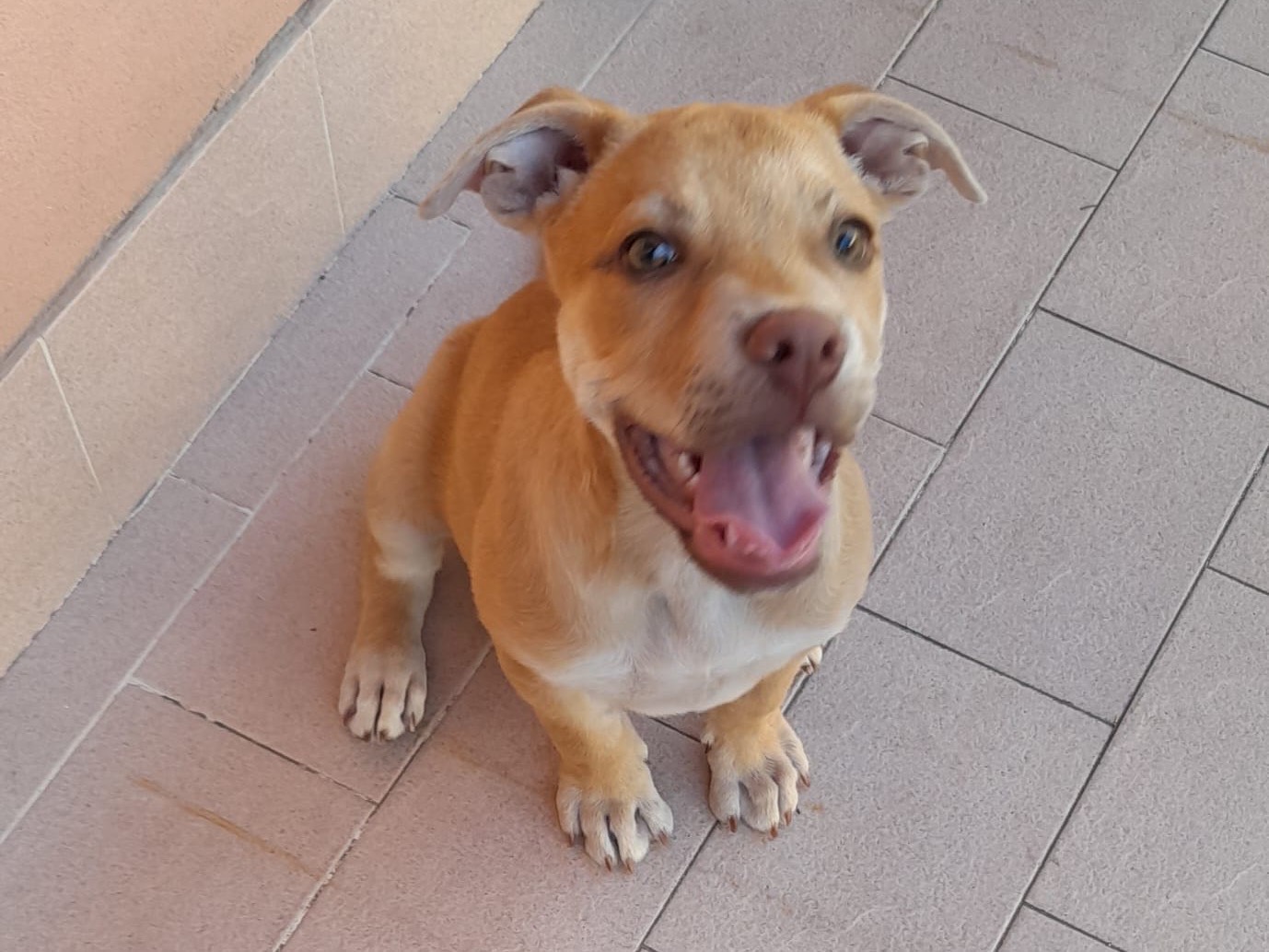 Adotta un cane, maschio, 1 anno e 5 mesi, Siracusa