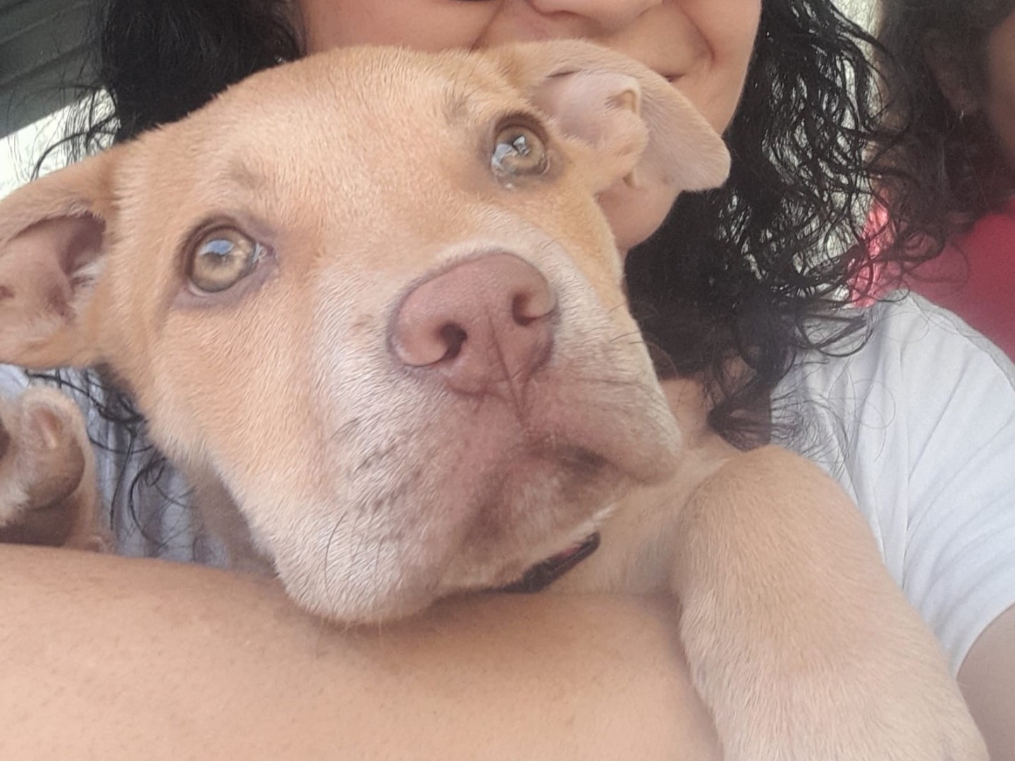 Adotta un cane, taglia grande, maschio, Siracusa