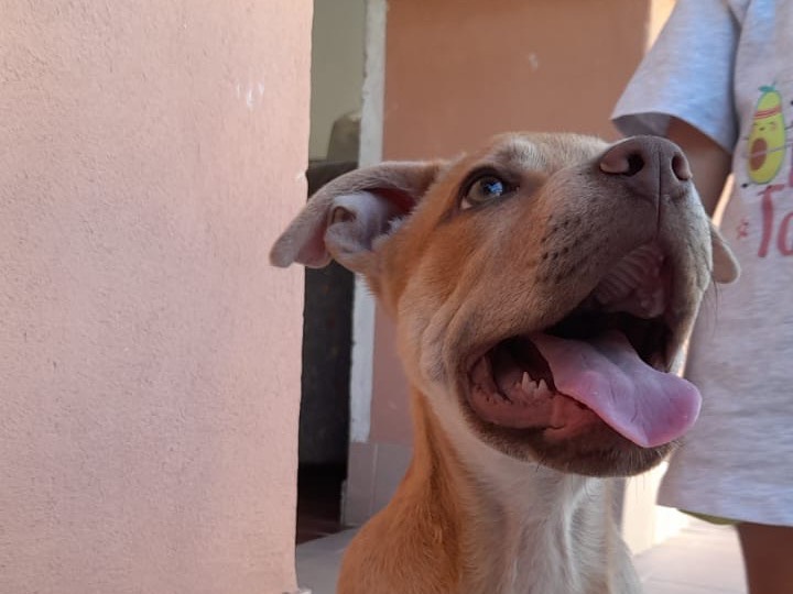 Vuoi adottare un cane a Siracusa?