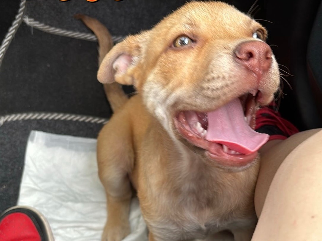 Adotta il cane Zeus a Siracusa