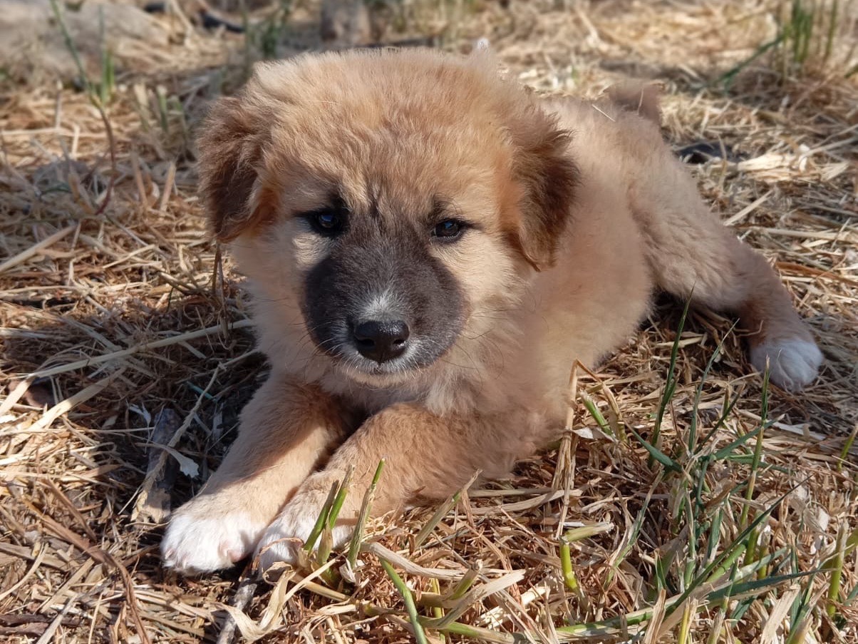 Adozione cane, femmina, meticcio, 1 anno e 5 mesi, taglia media contenuta, Siracusa