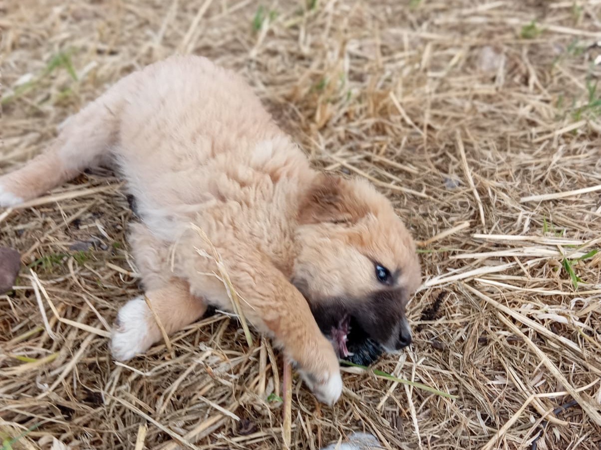 Adotta un cane, femmina, 1 anno e 5 mesi, Siracusa