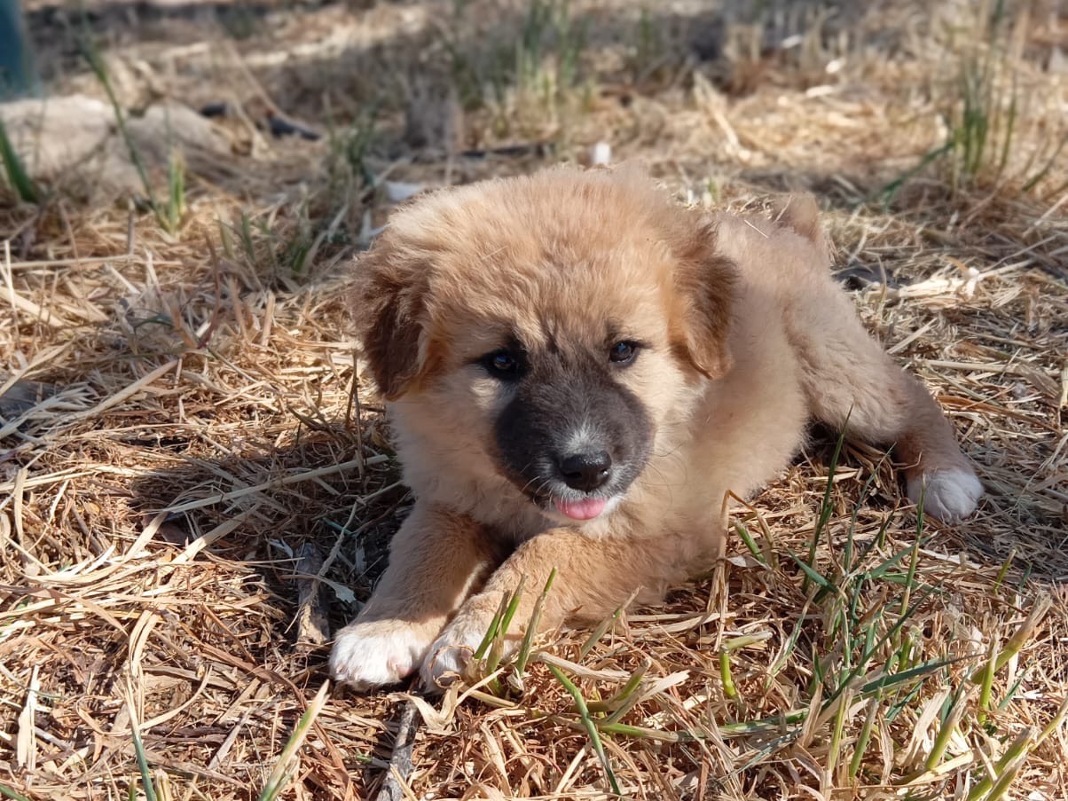 Vuoi adottare un cane a Siracusa?