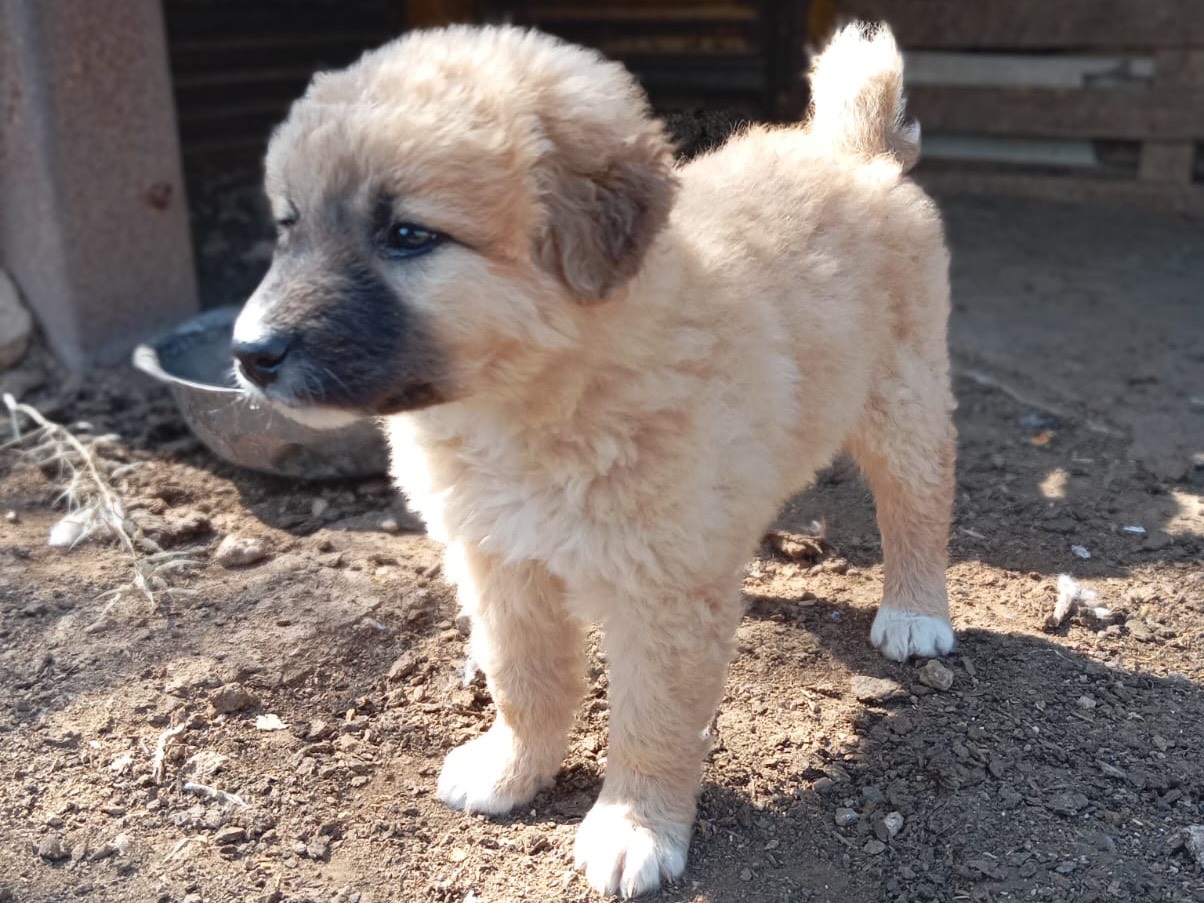 Adotta il cane Cloe a Siracusa