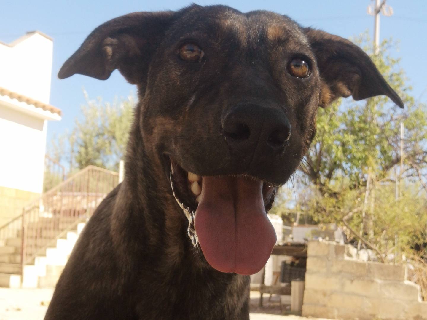 Adotta un cane, taglia media, femmina, Siracusa