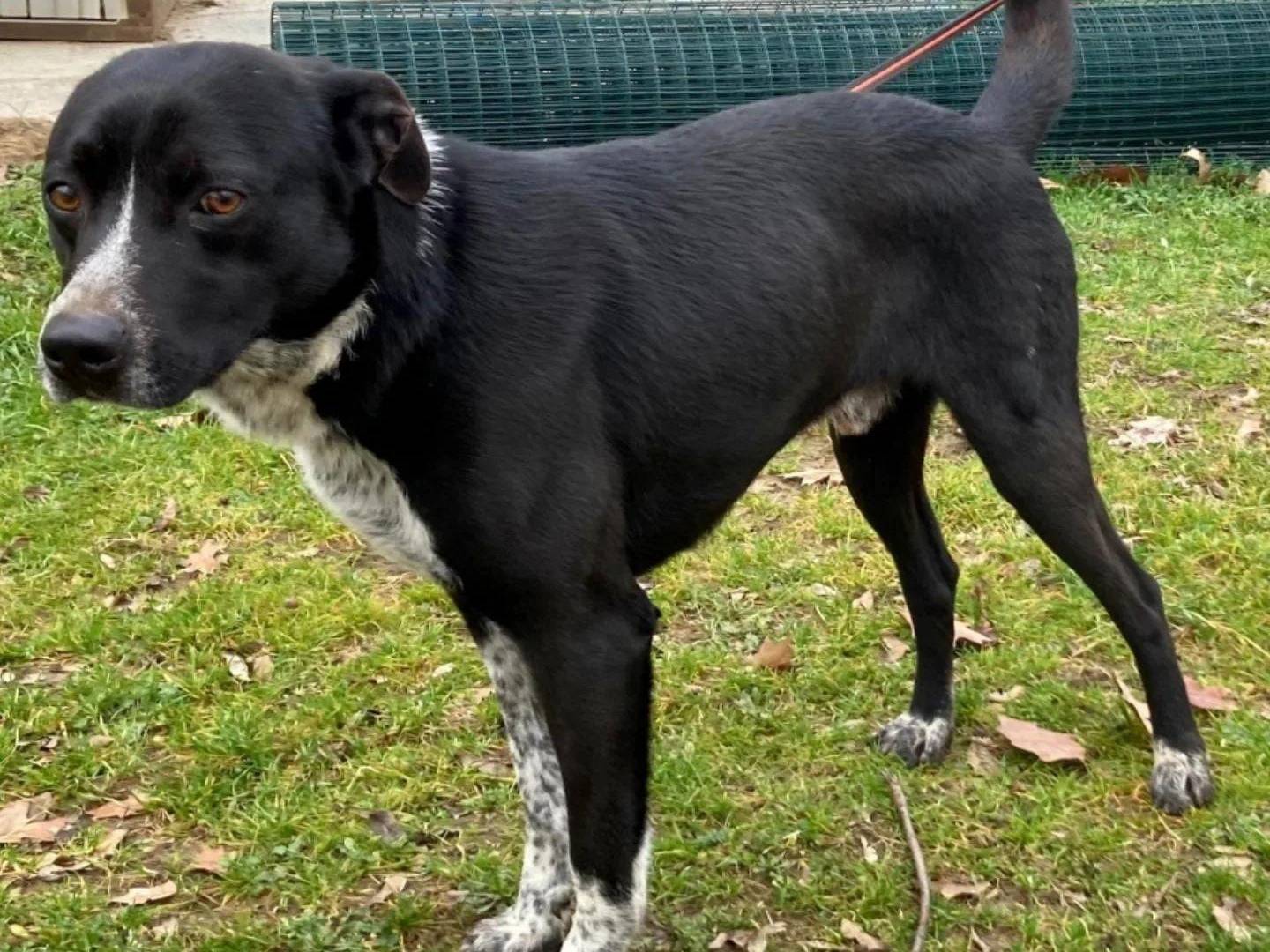 Vuoi adottare un cane a Pavia?