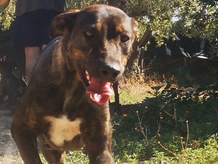 Vuoi adottare un cane a Siracusa?