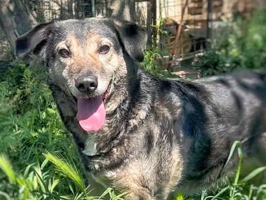 Vuoi adottare un cane a Crotone?