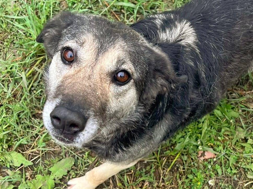Adotta il cane MOLLY  a Crotone