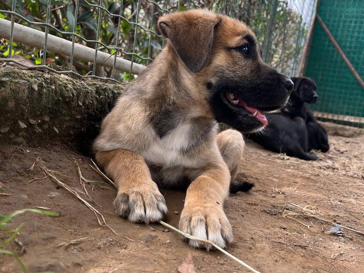 Adotta un cane, femmina, 1 anno e 6 mesi, Milano