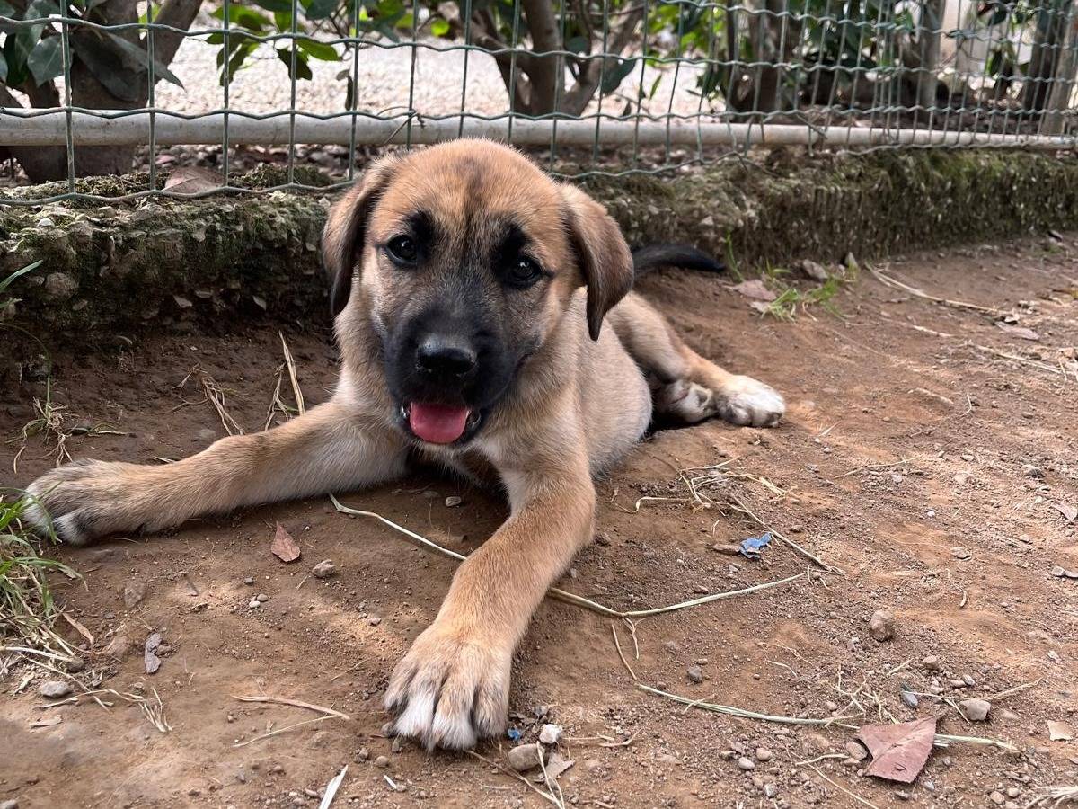Adotta un cane, taglia media, femmina, Milano