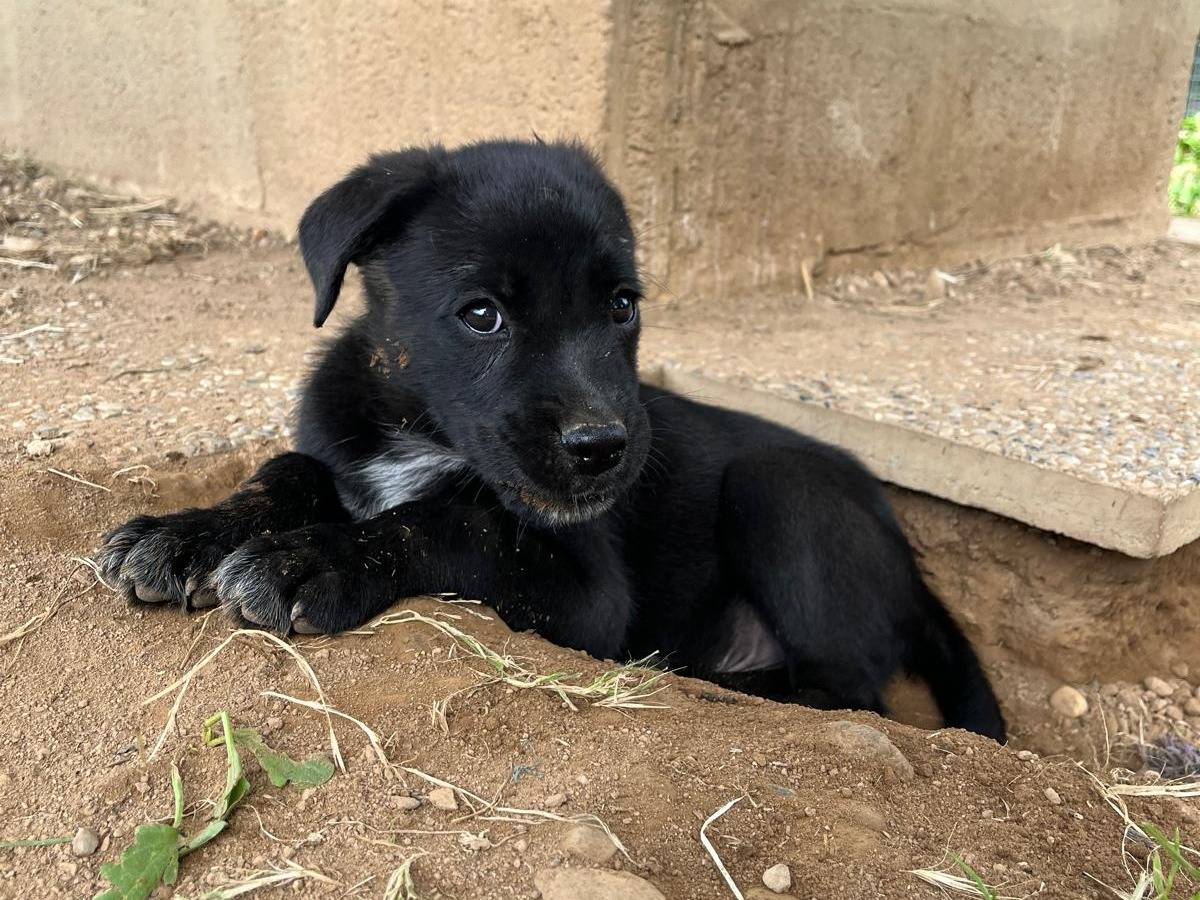 Adozione cane, maschio, meticcio, 2 anni, taglia media, Milano