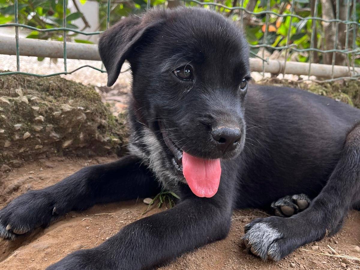 Adotta un cane, maschio, 2 anni, Milano