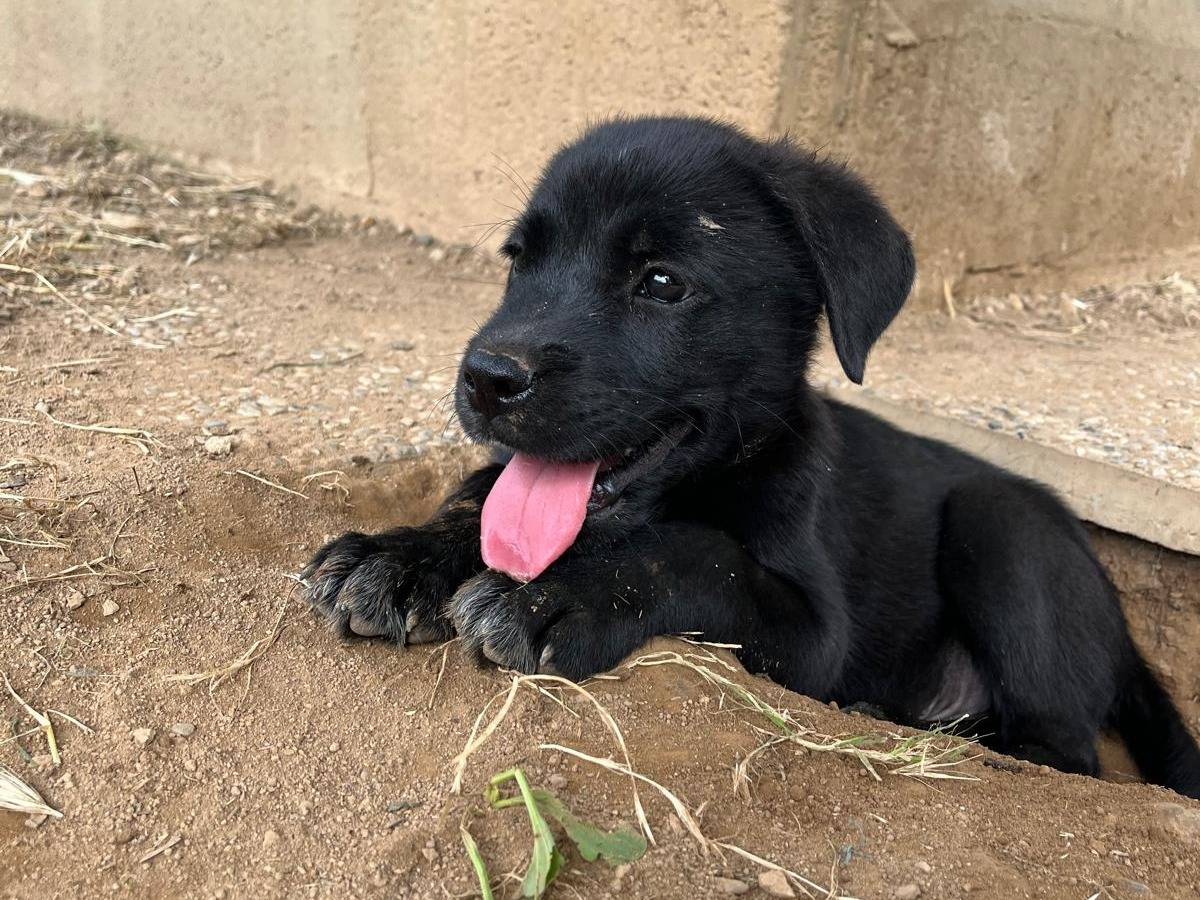 Adotta un cane, taglia media, maschio, Milano