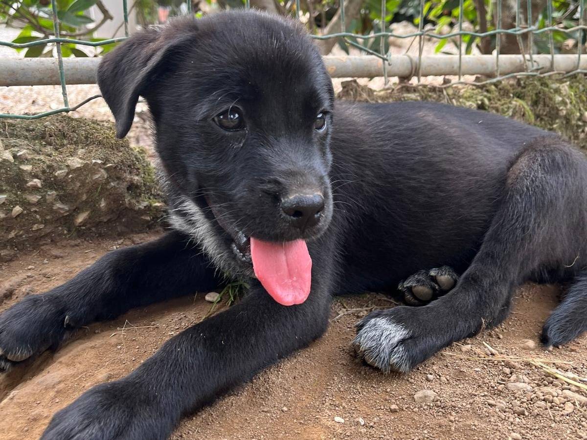 Vuoi adottare un cane a Milano?