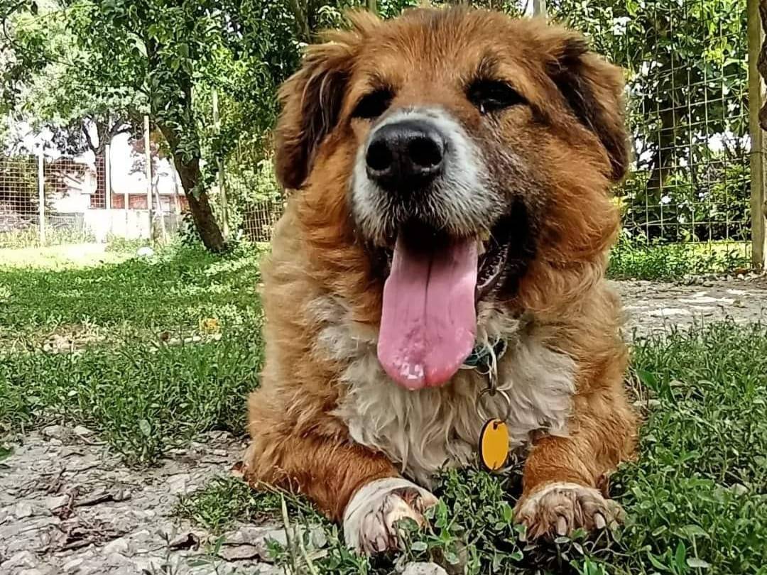 Foto dell'animale