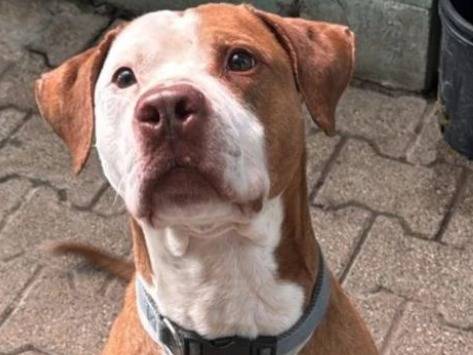 Adotta un cane, maschio, 10 anni  e 4 mesi , Monza