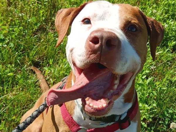 Adotta un cane, taglia media, maschio, Monza
