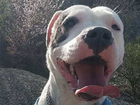 Adotta un cane, femmina, 2 anni  e 8 mesi , Monza