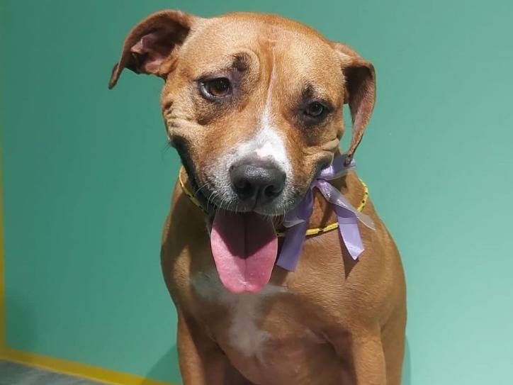 Adotta un cane, femmina, 5 anni  e 5 mesi , Monza