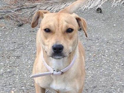 Adotta un cane, femmina, 2 anni e 1 mese, Crotone