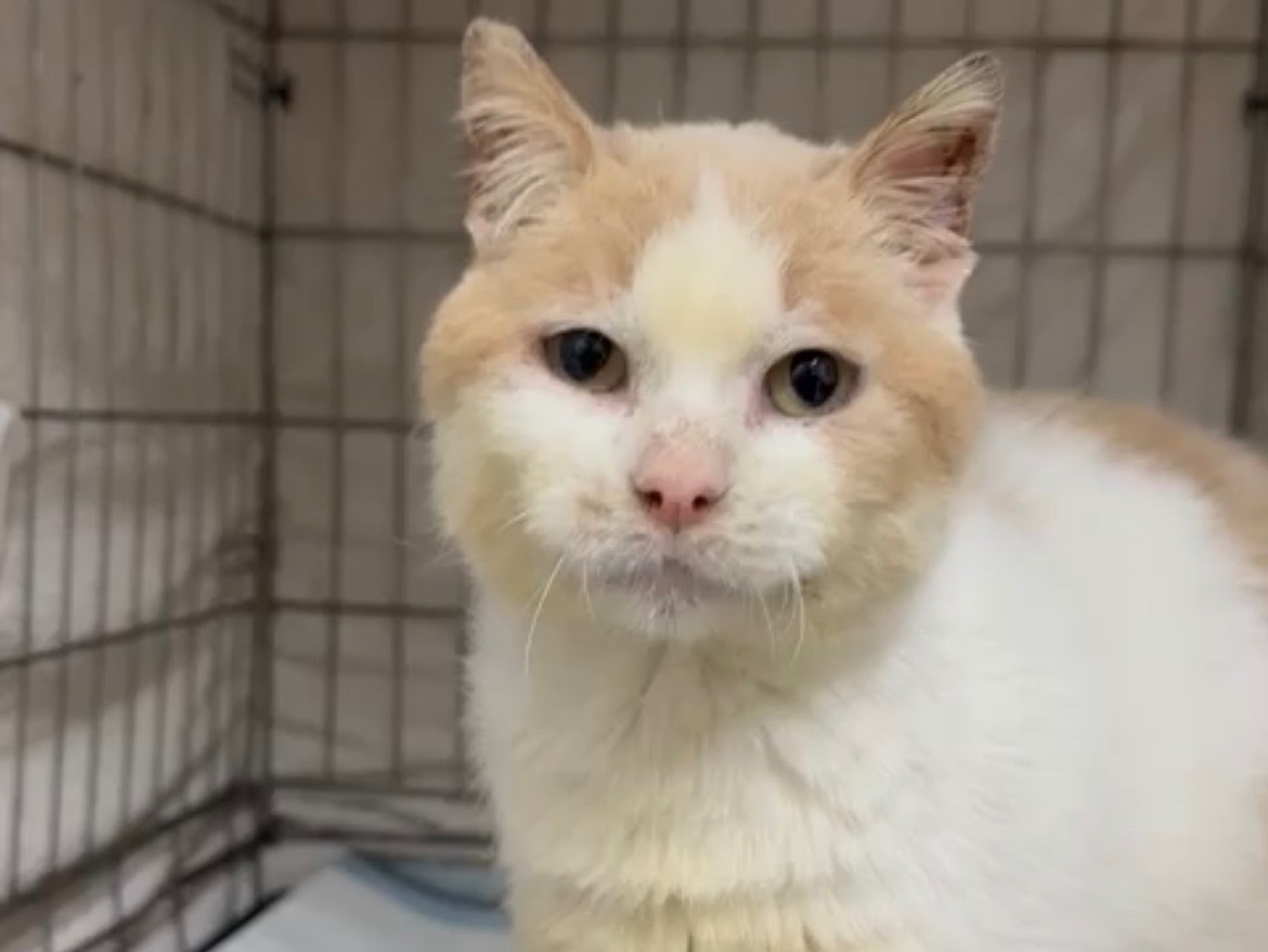 Adotta un gatto, maschio, 3 anni  e 3 mesi , Roma